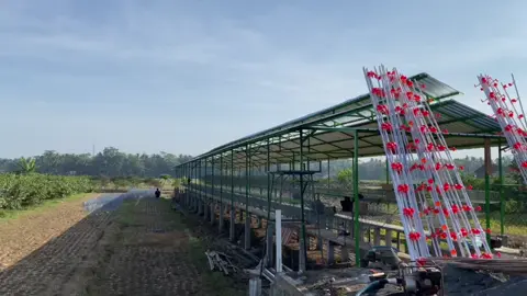 Pembuatan kandang dari 0, one door service , Pembuatan kandang ✅ Isi ayam /pullet ✅ Bimbingan beternak ✅ Langsung saja wa chat admin +6282137741376 #ibrahimjayaabadi #ayampetelur #ayampetelurindonesia #umkmindonesia #pullet #ayampetelurberkualitas #kebumen 