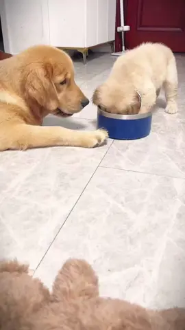 so cute.#lovelydogs🐕🐕 #cutedogs #fyp #dogtiktok #xuhuongtiktok 