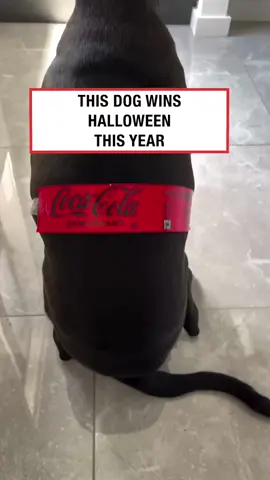 This is class 🤣👏 (🎥: IG/ wigglymolly) #ladbible #funnyvideos #dogsoftiktok #halloweencostume #cocacola