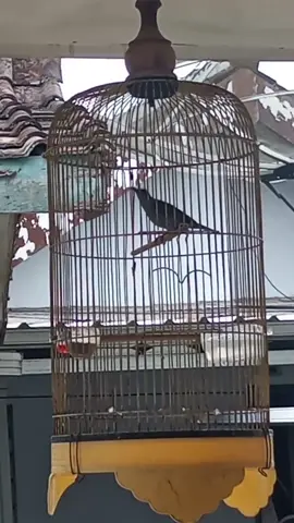 masteran pijantung gunung #ijomaniaindonesia #kicaumaniaindonesia #fyp #kicaunusantara #muraibatuindonesia 