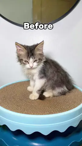 If you are looking for affordable yet healthy and delicious cat wet food, you can try meow meow. #cat #catwetfood #wetfood #wetfoodforcats #meowmeow #tiktokcat 