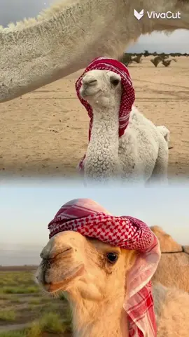 #نياق🐪 #شماغ 