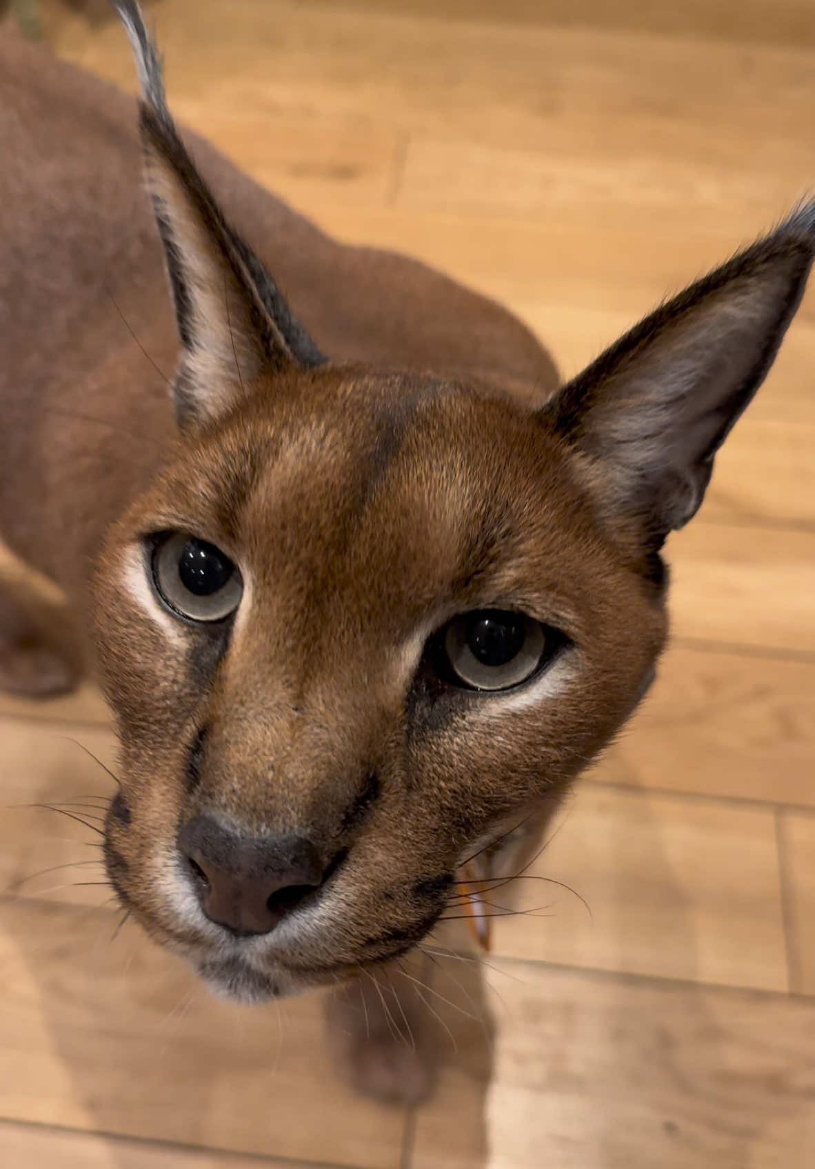 Pumba has a lot to say 