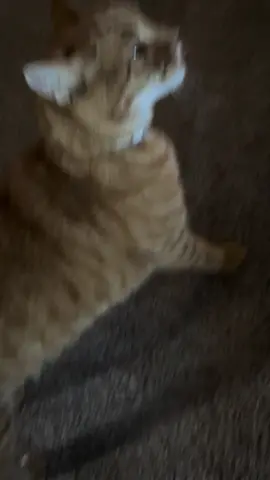 He had an itch in need of scratching apparently #cat #catsoftiktok #cats #funny #fyp #fypシ #cattok #cutecat #cute #PetsOfTikTok #meow 