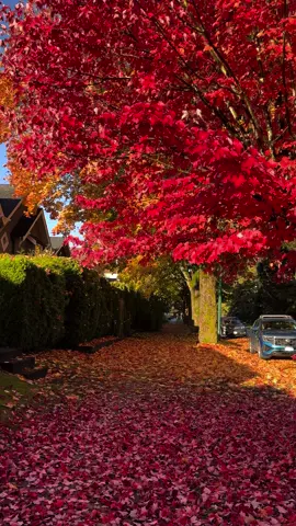 Autumn #autumn #vancouver #autumnvibes #beauty ##colors #bangladeshi🇧🇩 #canada_life🇨🇦 #