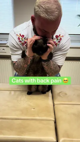 Cats with back pain 🥺🥺🥺 • • • #chiropractortiktok #foryou #asmr #animals #tiere #türkiye #catsoftiktok #cat #chiropractic #dogsoftiktok 