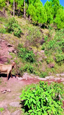View+ song #کشمیری #foryou #کشمیر #کونسی_جگہ_ہے_یہ_کمنٹ_میں_بتائیں #kotliajk🇬🇧🇵🇰 #fypシ #foryou #kashmirwithstand #rawlakot #100kviews #mirpur_ajk #کشمیری #azadkashmir #viraltiktok @TiktokPakistanOfficial @TikTok @Every Anyone @Areeka @J M 🥀 @Ali_Hyderabadi ❤️ @๛ＲＡＢＡＩＬ @🇬🇧Yousif_live_pro🇵🇰 