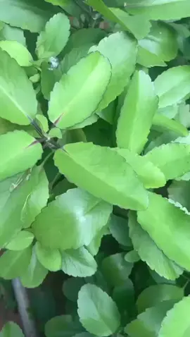 Miracle leaf also known as Odaa 0pue” in Igbo) means, “fall and germinate”. That means that once a leaf fall onto the soil, it sprouts into a new plant within 12 hours. 👉Regular use can help with the implantation of a fertilized egg in the uterus and prevent miscarriage at the beginning of pregnancy..
