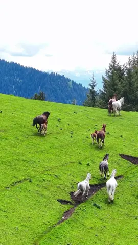 Switzerland 🇨🇭😍 #nature #swissviews #landscape #travel #adventure 