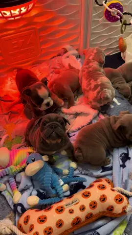 Yapping 🐶😂 #PuppyLove #PuppyGram #puppydog 