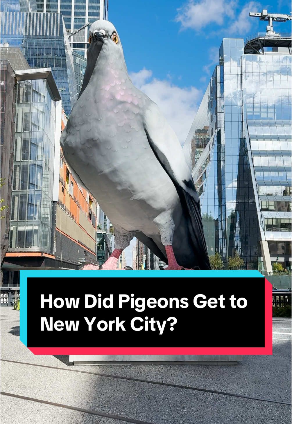 Did you know pigeons are not native to NYC or even the US? #nychistory #pigeons #nyc #cheslea #highline #nycart #nyctravel 