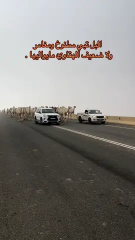 ماشاء الله تبارك الله . #الابل #روق #عتيبه #اكسبلورexplore #fyp 