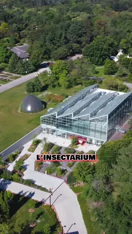 L'Insectarium de Montréal avait un gros problème de chaleur dans sa serre, mettant en danger de nombreux insectes. 🐞🌡️  On est intervenu en installant une pellicule anti-UV sur les fenêtres pour réduire les rayons tout en laissant entrer la lumière naturelle. 🌞🌿  Résultat : une température plus fraîche et un environnement idéal pour les insectes ! Merci à l'Insectarium pour leur confiance. 🙌 🔧 Pourquoi choisir Berkayly ? 🕰️ Plus de 30 ans d'expérience ✅ Installateurs certifiés 3M 🔟 Plus de 10 000 projets réalisés 🌟 Des produits de qualité supérieure #Montreal #Quebec #Mtl #qc #WindowFilms #3M #Berkayly #TintedWindows #WindowTinting #InteriorDecoration #UVProtection #Home #Renovation #Investment #Discoloration #Furniture #flooring 