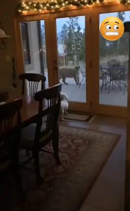 #wild #animals #mountainlion #puma #dog #scary #bigcat #fyp #colorado #usa🇺🇸 