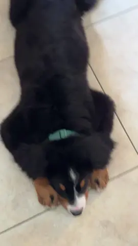 #bernesemountaindog #puppyvideo