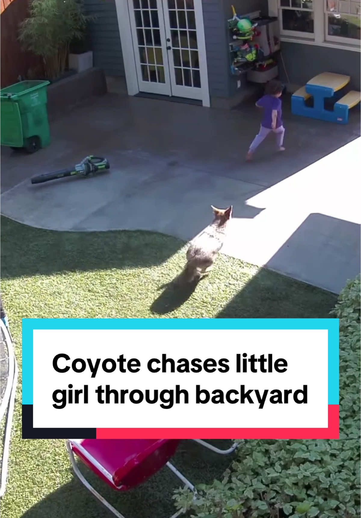 Video shows the terrifying moment a coyote chased a little girl through her backyard in Portland, Oregon, as her father, her brother and a neighbor frantically run around to get away from it. Her dad told a local news outlet everyone was okay, but a “little scared that it was chasing them.” #news #portland #oregon #coyote 