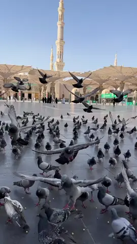 #المدينه_المنوره #يارسول_الله #محمد #حمام_المدينه🕊 #المسجد_النبوي #اللهم_صلي_على_نبينا_محمد #الجمعة #oops_alhamdulelah #رزق #زيارة #foryou #madina #اكسبلورexplore #لايك #السعودية #مكة_المكرمة #ياالله 