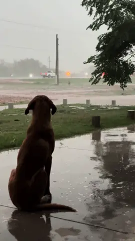 Mirando a la nada pensando en todo #humor #viral #Tiktok #Dogs #Amigos #Arg #t #trend 