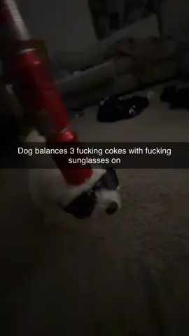 she is a boss #dog #coke #cokedog #fyp #viral #foryou #fyp #comedy #funny #lol #chicken #xyzcba #metal #yeah #hellyeah #dawg #song