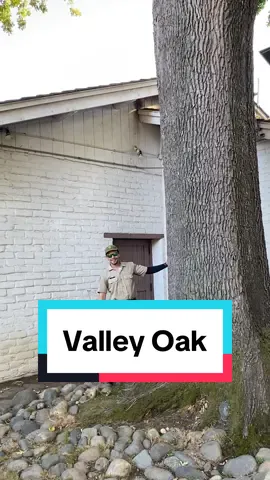If you visit the park grounds of the CA State Indian Museum and Sutter’s Fort State Historic Park, you’ll see a variety of oak trees. There is a particular one that is in the backyard of the museum that is older than the rest and is the subject of this video. It’s our majestic valley oak! An example of a California endemic species (naturally occurring nowhere else in the world) and the largest of the California oaks, the valley oak is the keystone oak of California's Central Valley. It sets the stage for ecosystems and is a major reason as to why the Central Valley was historically able to sustain thousands of California Native people and evolve a vast diversity of wildlife. You can learn more about valley oaks and other types of oak trees this Saturday, October 19th, at Acorn Day! This is a fun day of demonstrations, arts & crafts, educational booths, guided tours of the park, and to learn all about the process of turning acorns into food. This is a FREE public event that takes place outside of the State Indian Museum. There is a separate charge to visit the museum and Sutter’s Fort where there will be interpretive stations around the Fort as well this day. #suttersfort #stateindianmuseum #castateparks #sacramento #acorns #museum #History #oakleaf #oaktree @California State Parks 