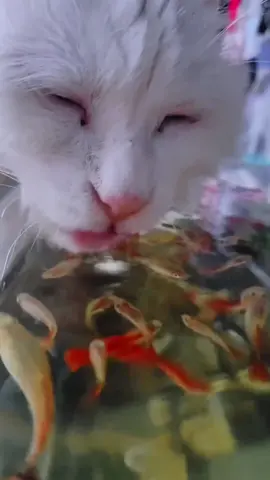 Funny moment when cat catches fish#cats #foryou #funnyvideos #animal #pet #funnytiktok #cute #fypシ゚viral 