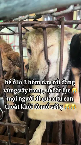 bé ở lò mổ 2 hôm nay rồi đang vùng vẫy trong sự bất lực 😭mn cứu con về đi ạ 😭😭#xuhuongtiktok #cuuhochomeo #yeuthuongdongvat #thucung 