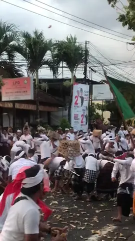 pov : milu metimpugan tapi sing bani kena timpug🤣🫵 #fypbali #tradisibali #siattipatbantal 