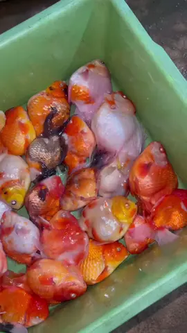 metongggg 🙂‍↔️ #goldfish #ikanbuntal #koki 