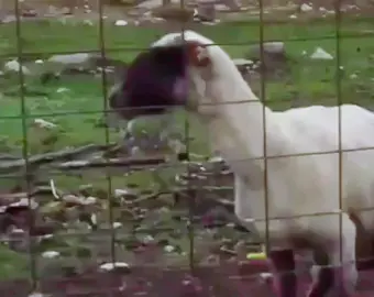 #goat #sheep #scream #baaa  #moodeng 