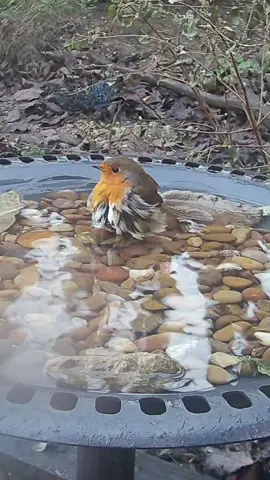 The most adorable little robin enjoying a bath in the garden bird bath 😍 #birdbaths #birdbathcamera #robins #songbirds #birdbathcam #europeanrobin #birds #wildlife #birdvideo #gardenbirds #wildbirds #birdwatching #watchingbirds #feedthebirds #feedingbirds #birdlife #birdloversdaily #birdwatchers #birdlovers #birdcamera #ukbirds #birding #birdcam #uk 