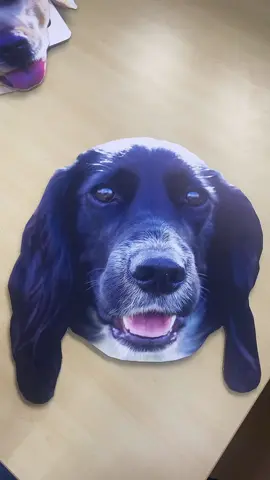 You dont have cutout of your dog?? WHY?! Our cardboard Pet Big Heads are the cutest thing ever 🥺 All come with a handle on the back that hallows them to be held, or hooked onto the wall. These make the cutest Birthday and Christmas gifts! They can be ordered via the Big Head option on our website cutoutme.co.uk #cutouts #petcutouts #personalisedcutouts #dogs #dogsofinstagram #dogstagram #trending #giftidea #xmas #christmas #petowner #Love #pets #family #inspo 