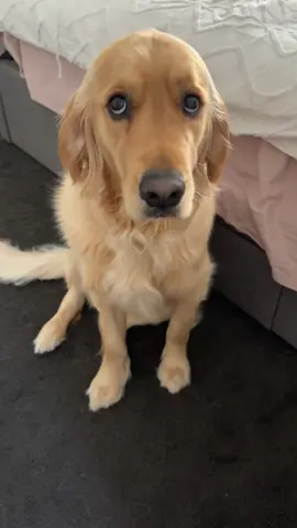 Shes very expressive this gurl! #goldenretriever #dogsoftiktok #goldensoftiktok #fyp #cutedog 
