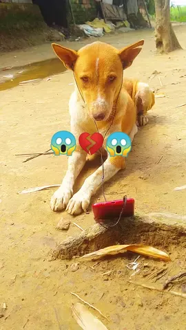 #ভুলে যদি সুখ #♥️♥️♥️♥️♥️ #foryou #foryoupage #tiktok #fypシ゚viral #trending #viral #video @For You @TikTok Bangladesh @Voicer_Amdadul_10🥺 