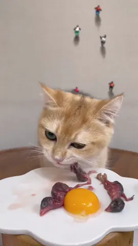 Great meal foe my cute Kingkong the cat. #cat #catlover #asmrsounds #catmom #petlife #kitten #catoftiktok #kitty #viral_video 