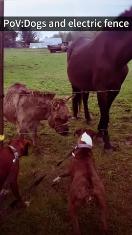 When the dog touches the electric fence🐶🤪#foryou #funnyvideos #funny #cute #dog #funnydog 