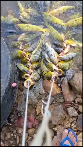 rungkad bradeer , gak kuat bawanya 🤣🤣🤑🤑 punya orang 🤣🤣🤣 #peacockbass #mancingmania #mancingliar #jatiluhur #r2fwildfishing #wildfishingmania 