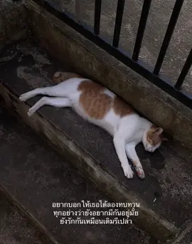 #ฟีด #fyp #ความรัก #เธรด #เธรดความรู้สึก #แฟน 