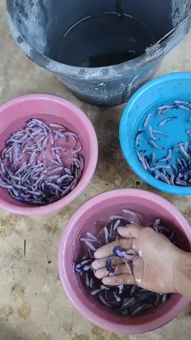 sortir kering 💙🤍☕👌 #betta #bluerim #indonesia #bettaindo #cupang #cupangkontes #cupanghias #cupanglampung #ty #kontescupang #foe #cupangkontesindonesia #bettafish #betta #Betta Fish Tank Small Setup 