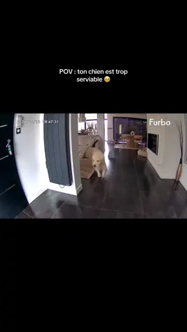 Alors que j’ai même pas dit s’il te plait😭 #goldenretriever 