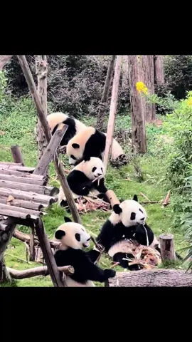 #熊猫基地청두팬더 可可爱爱#熊猫基地看熊猫 #成都大熊猫繁育研究基地 