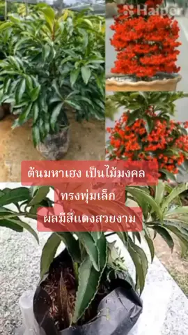 ต้นมหาเฮง เป็นไม้มงคล ไม้ประดับ เพื่อตกแต่งสวน ตกแต่งบ้าน มีใบและลูกที่สวยงาม ทรงพุ่มเล็ก เมื่อออกผลจะมีสีแดง สวยงาม