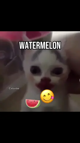 Sillyest cats 😽 ARE YOU REALLY SILLY ?! 🗣️#catcore #sillycat 