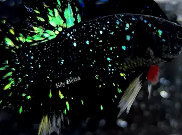 Green Goku Stardus VIP Grade #ikancupang #cupang #cupanghias #cupanghiasindonesia #cupangkontes #betta #bettafish #betta_lover #betta #bettamalaysia #bettaindonesia #bettausa #bettamexico #bettas 