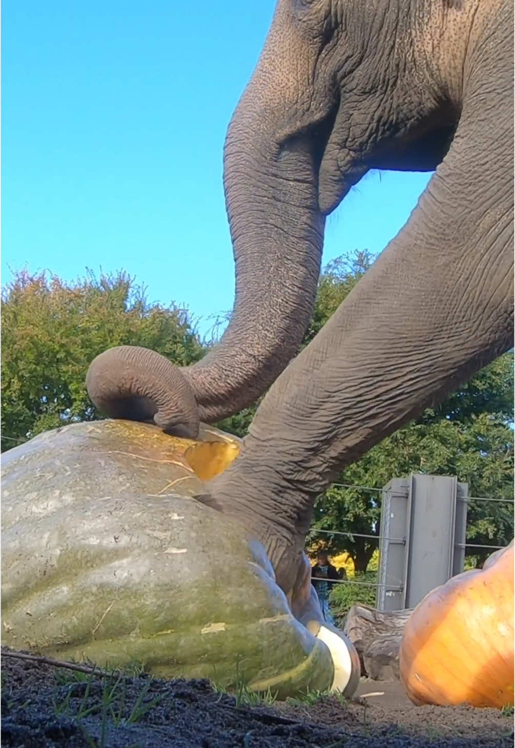 They did the mash  #elephant #pumpkin #squishingofthesquash #asmr 