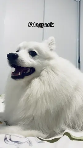 #dogpack #dogsoftiktok #dog #japanesespitz #PetsOfTikTok #fyp #foryou #foryoupage #foryouofficial #trend #trending #viral #viralvideo #support #10k #pack #wolf #woofwoof #letsgo #grow #followtrain #dogfollowtrain 
