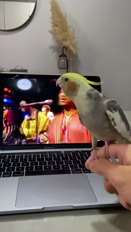 Ele finalmente me deixou gravar cantando a musiquinha preferida dele 😍 #cockatiel #calopsita #passarinhos #calopsitacantando 