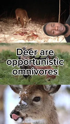 If a deer ever gives you side eye, run 👀🦌 #Deer #Cervidae #Elk #Moose #Whitetaileddeer #Reddeer #Fallowdeer #Muntjac #Muntjacdeer #Roedeer #deeroftiktok #Carnivore #Herbivore #Omnivore #Vegan #Vegetarian #Zoology #Zoologist #Ecology #Ecologist #Animalbehaviour #Animalbehavior #Meateater #Uk #GreatBritain #Britain #USA #NorthAmerica #Canada #Weirdanimals
