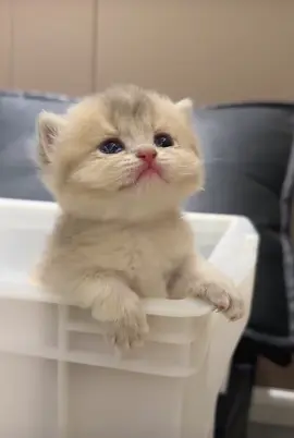 Cute baby car 🥹🩷🤏🏻 #babycat #cutecat #fypシ #シ゚viral