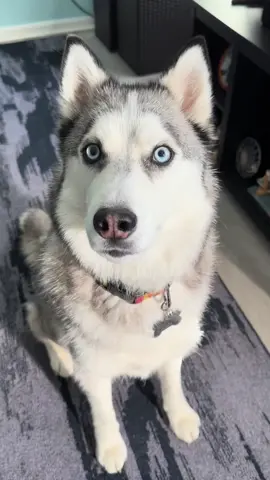 Can’t get enough of hearing Pluto talk! He’s so cute!! #siberianhuskies #huskytalk #talkingdog #cutedogs #funnydogvideos #dogsofttiktok #doggosdoingthings #goodboy #dogvideos #fyp #foryoupageofficial 
