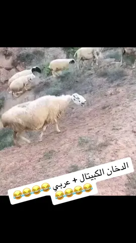 #الشعب_الصيني_ماله_حل😂😂 #funny #fyp #foryoupage #stitch 